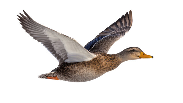Isolated duck in flight with outstretched wings, soaring gracefully through the air