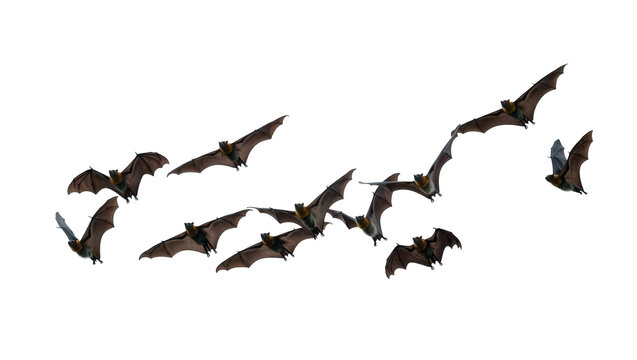 Isolated flock of fruit bats in flight, showcasing tropical wildlife and natural beauty