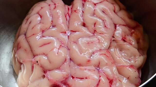 This fresh goat brain features distinct, convoluted pink folds covered in a network of fine red blood vessels. Prepared inside a metal bowl, it is a prized culinary ingredient used in gourmet cooking.