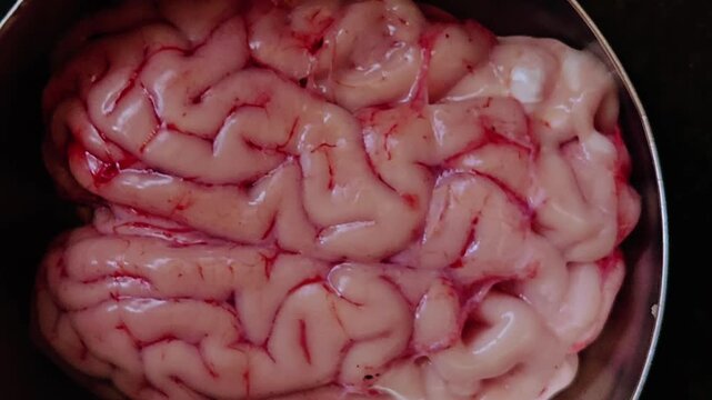 A network of vivid red capillaries maps the pale pink, convoluted folds of this raw goat brain. Resting freshly harvested inside a metallic bowl, the organ presents a distinct texture for gastronomy.