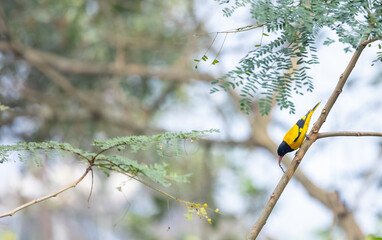 Fototapeta premium Black-hooded Oriole (Oriolus xanthornus) perching on tree branch.