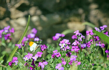 Obraz premium Macro image of an Orange-tip butterfly on Aubretia flowers, Derbyshire England 