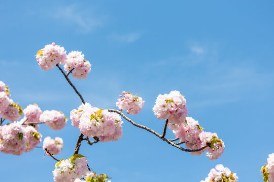 里桜 里桜」の写真素材 | 4,853件の無料イラスト画像 | Adobe Stock