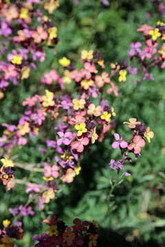 Macro image of sunlit Peach-flowered wallflower flowers, Derbyshire England
