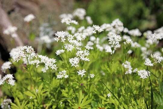 Macro image of Sweet Woodruff blooms, Derbyshire England
