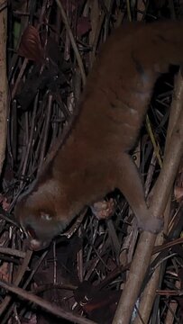 Slow Loris (Nycticebus coucang) moving through dense jungle branches and vines at night. Nocturnal primate in its natural habitat. Vertical close-up shot. Slow motion.