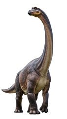 Isolated large realistic long-necked sauropod dinosaur standing majestically, looking upwards. © Diego