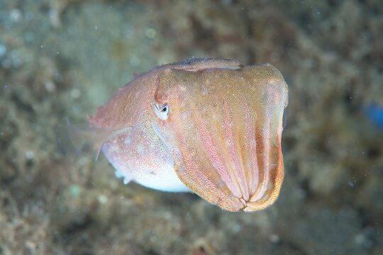 Cuttlefish in Ambon Bay, Ambon, Indonesia	