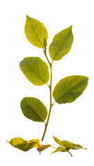 Fototapeta premium Isolated fresh vibrant green leaves growing on a plant stem with some fallen foliage below.