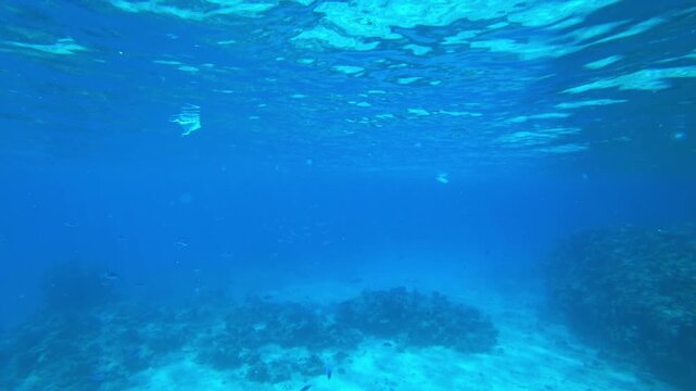 coral reef and fish
