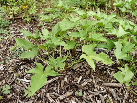 crop and plantation of sweet potatoes with green foliage and soil. Ipomea batatas