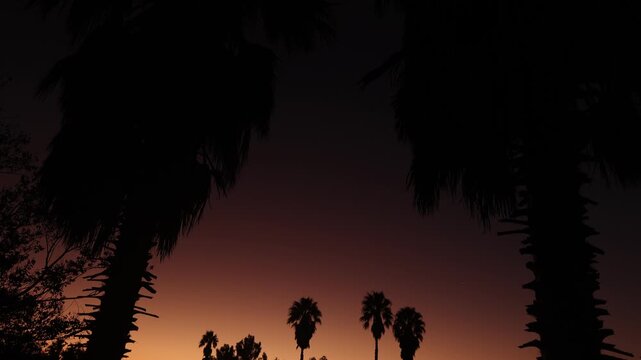 silhouette of palm trees against brilliant sunset, Stanford, South Africa