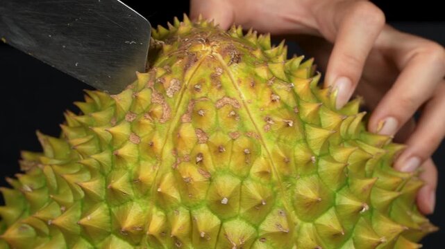 A woman skillfully using a sharp knife to cut durian rind on a black studio background.
