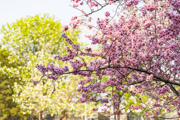 Fototapeta premium pink cherry blossoms
