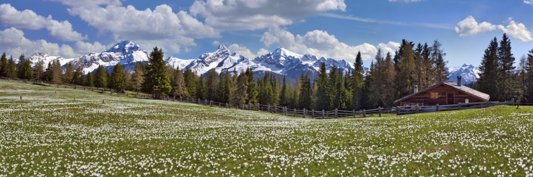 Maiens&auml;ss with flowering crocuses, behind them the snow-covered mountains Piz Ela, Corn da Tinizong, Piz Mitgel, Davos, Canton Graub&uuml;nden, Switzerland