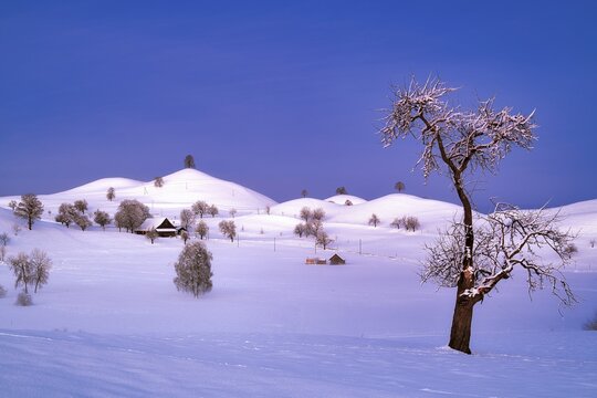 Snow-covered hilly landscape at dawn, Menzingen, Canton Zug, Switzerland