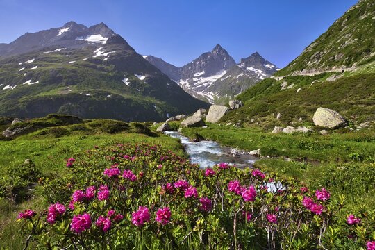 Flowering rusty-leaved alpenroses (Rhododendron ferrugineum) by a mountain stream on the Susten Pass, Canton Uri, Switzerland