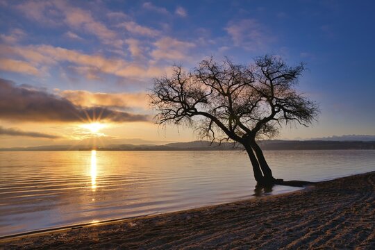 Leafless tree on a sandy beach at Lake Murten, cloudy atmosphere at sunrise, Canton Vaud, Switzerland