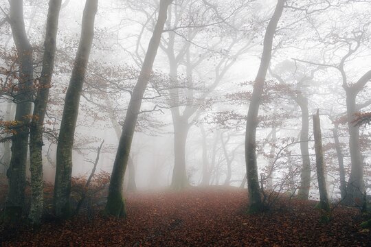 Beech forest (Fagus sylvatica) in autumn in the fog, Canton Aargau, Switzerland