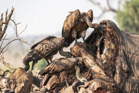 Many white-backed vultures (Gyps africanus), vultures feeding on the carcass of an elephant, macabre scavengers, Ihaha, Chobe National Park, Botswana
