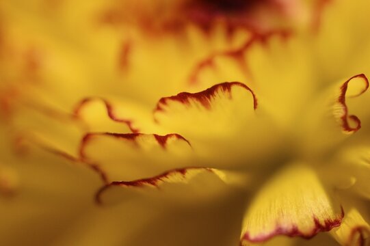 Yellow flower, petals with red rim, detail view, Germany