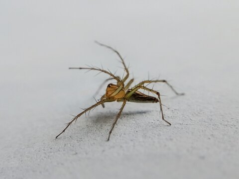 Macrophoto of lynx spider (oxyopes salticus) on a white wall, predator of small insects
