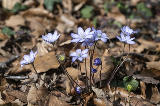 Liverwort (Hepatica nobilis), North Rhine-Westphalia, Germany
