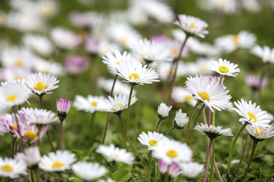 Daisies (Bellis perennis), flowering, Baden-W&uuml;rttemberg, Germany