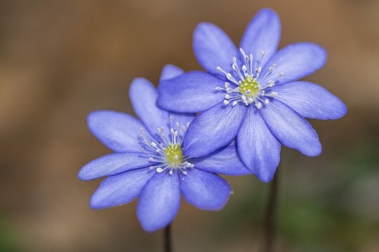 Liverwort (Hepatica nobilis), North Rhine-Westphalia, Germany