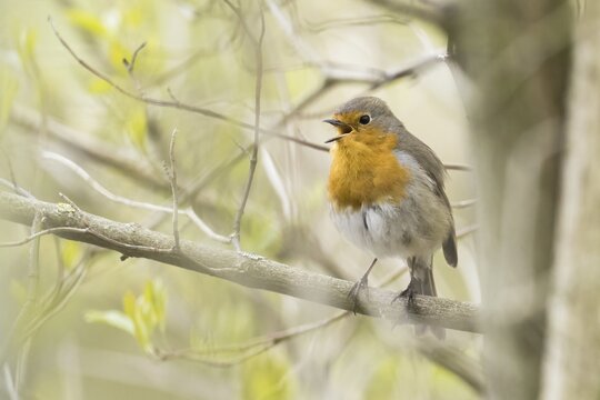 European robin (Erithacus rubecula) on branch, singing, Hesse, Germany