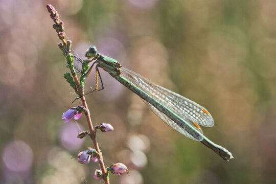 Willow Emerald Damselfly (Lestes viridis), Emsland, Lower Saxony, Germany