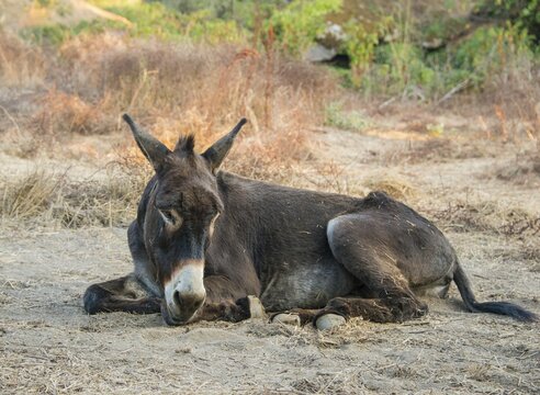 Donkey (Equus africanus asinus), Corse-du-Sud, Corsica, France