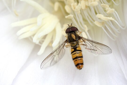 Hoverfly (Syrphidae) sitting on cactus flower (Echinopsis sp.), Baden-W&uuml;rttemberg, Germany