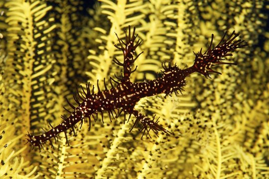 Ornate ghost pipefish (Solenostomus paradoxus) in Hair Star, Pacific Ocean, Sulu Lake, Tubbataha Reef National Marine Park, Palawan Province, Philippines