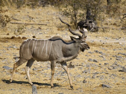 Greater Kudu (Tragelapus strepsiceros) at the Moringa waterhole in Halali, Etosha National Park, Namibia, Africa