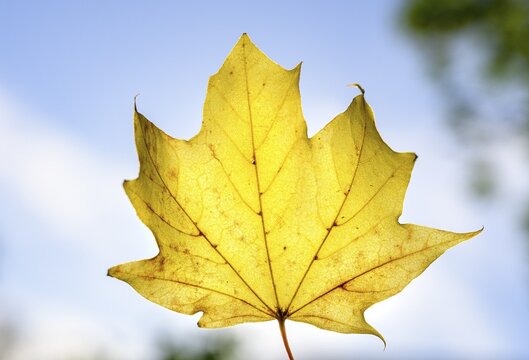 Maple (Acer), autumn yellow Maple leaf in front of sky, Autumn, Munich, Germany