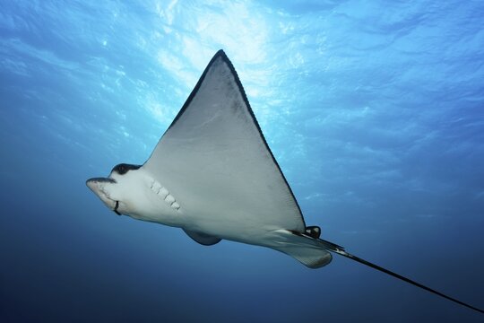 Spotted eagle ray (Aetobatus narinari) in the backlight of the sun, just below the sea surface, Red Sea, Egypt