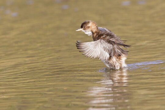 Little Grebe (Tachybaptus ruficollis) flapping its wings, Hesse, Germany