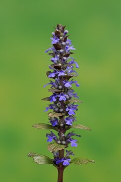 Blue bugle (Ajuga reptans), flowering, bloom, Germany