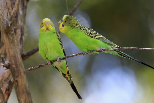 Budgie (Melopsittacus undulatus), adult pair aut Warte, courtship display, Mount Lofty, South Australia, Australia