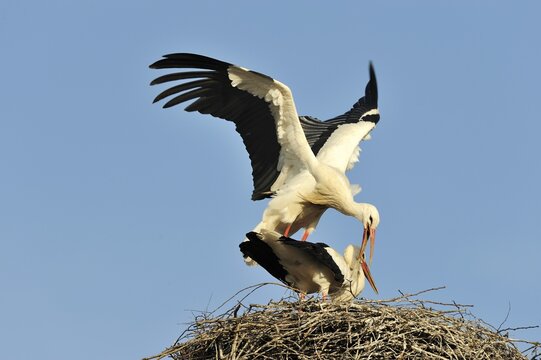 White storks (Ciconia ciconia), mating