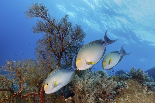 Yellowfin surgeonfish (Acanthurus xanthopterus), three, swimming over coral reef, Pacific Ocean, Sulu Sea, Tubbataha Reef National Marine Park, Palawan Province, Philippines
