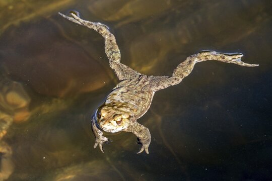 Common toad (Bufo bufo) in the water, moor pond, Oberstdorf, Oberallg&auml;u, Allg&auml;u, Bavaria, Germany