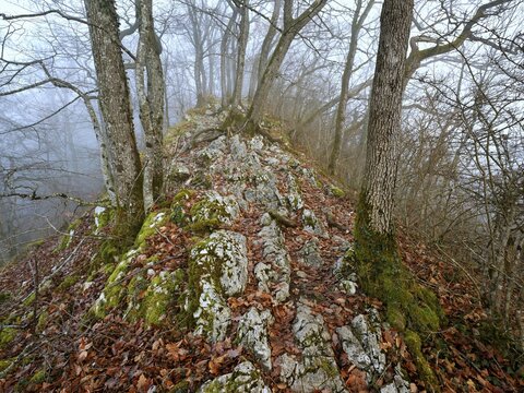 Moss-covered trees surrounded by distinctive limestone formation, L&auml;gerngrat, Baden, Canton Aargau, Switzerland