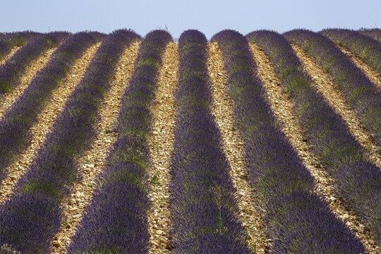 Lavender field, flowering true lavender (Lavandula angustifolia), near Valensole, Provence, Provence-Alpes-Cote d Azur, South of France, France