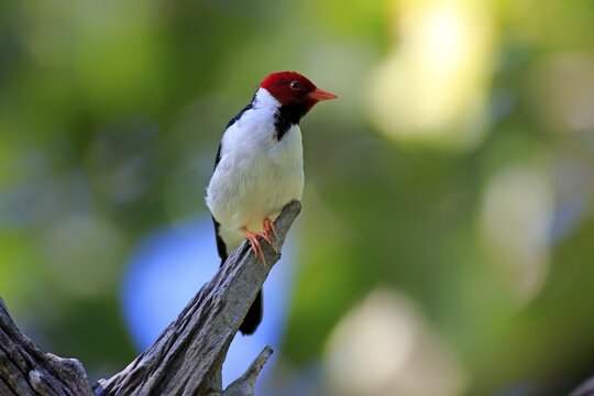 Yellow-billed cardinal (Paroaria capitata), adult on the lookout, Pantanal, Mato Grosso, Brazil