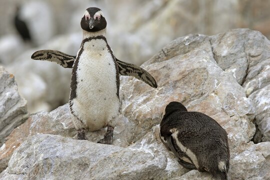 African penguin (Spheniscus demersus), adult, on rock, on land, two animals, Betty's Bay, Stony Point Nature Reserve, Western Cape, South Africa