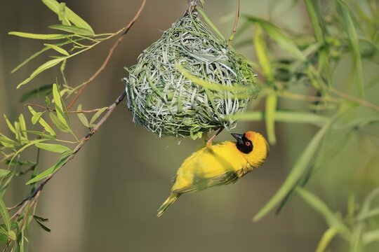 Masked Weaver (Ploceus velatus), adult, male, at the nest, alert, Pilanesberg National Park, North West Province, South Africa