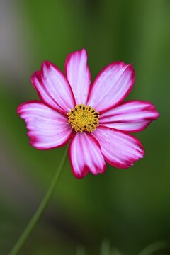 Mexican aster (Cosmos bipinnatus), pink blossom, Germany