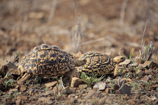 Leopard tortoises (Testudo pardalis), adult, couple, Kruger National Park, South Africa